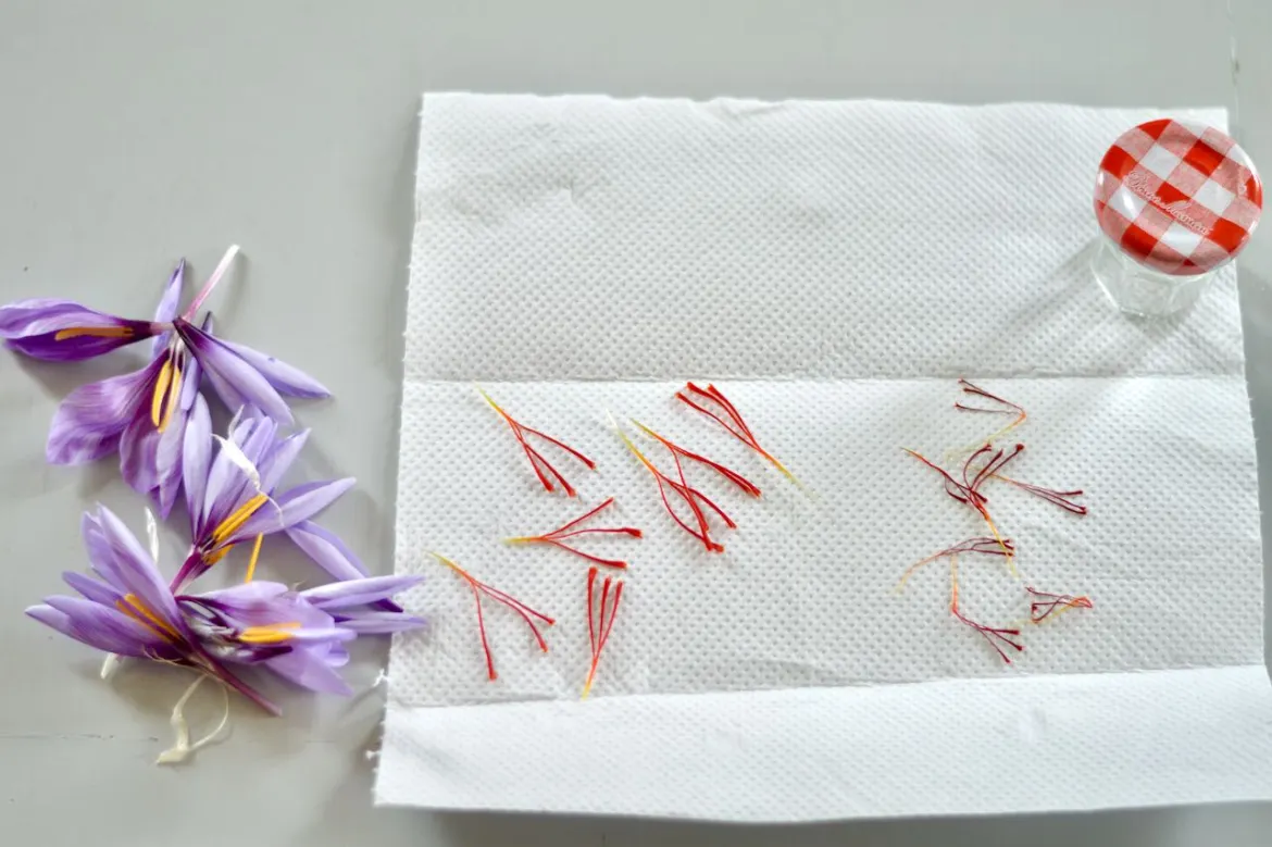 Dry Saffron