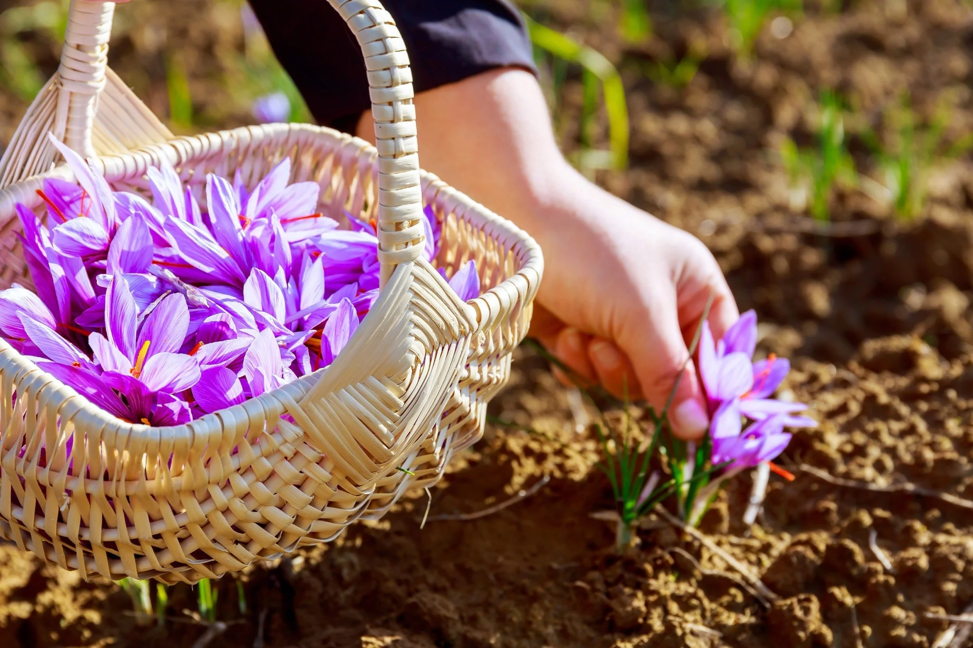 We Take Saffron Every Day