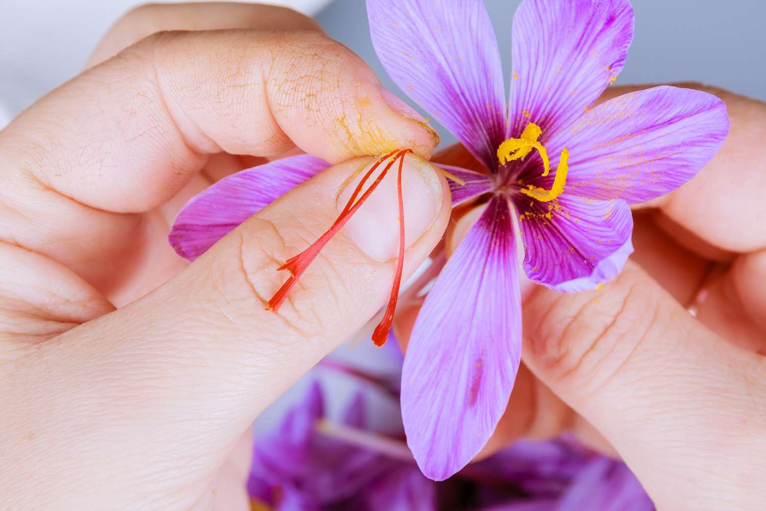 What Happens If We Take Saffron