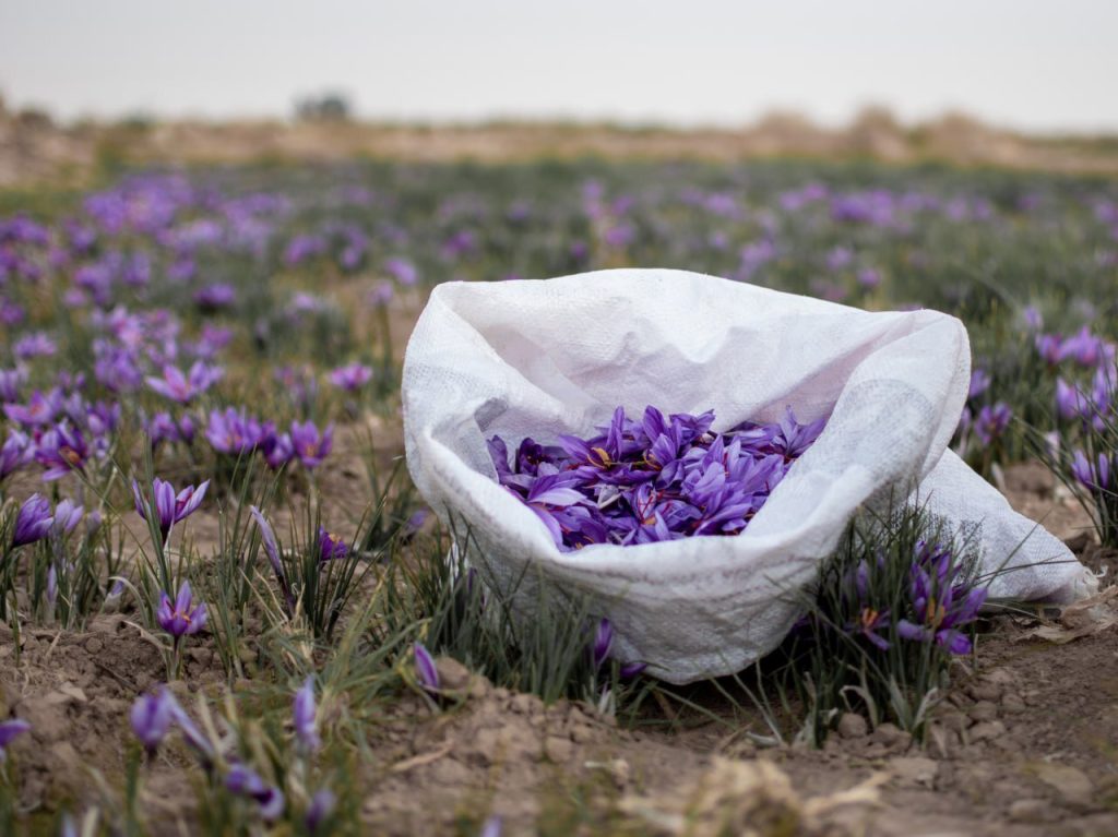 The challenges of producing organic saffron